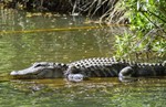 thumbnail of Safari - Selous Game Reserve